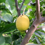 Limoni